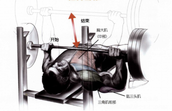 從上練到下最全胸肌訓練動作合集