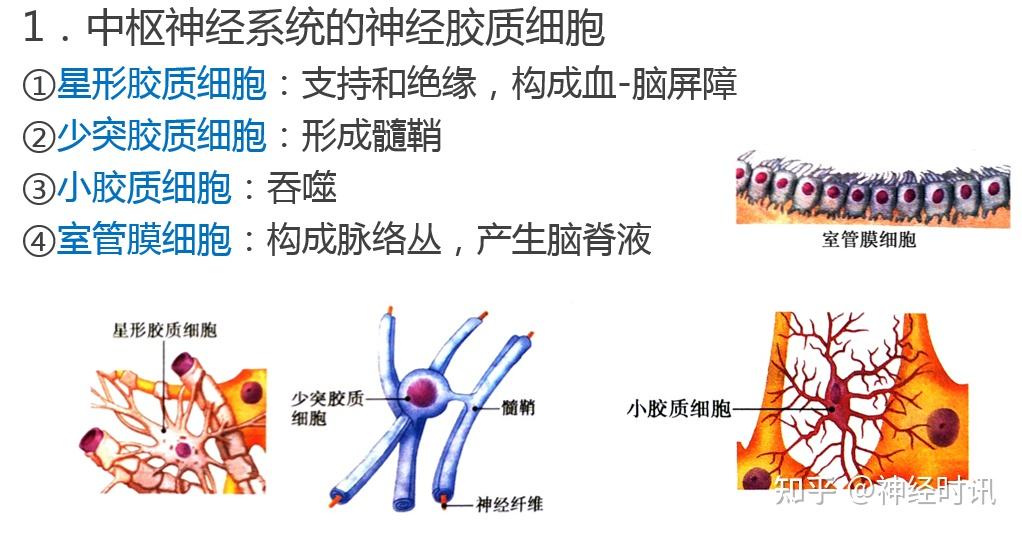 基本组织 — 神经组织知识分享 - 知乎