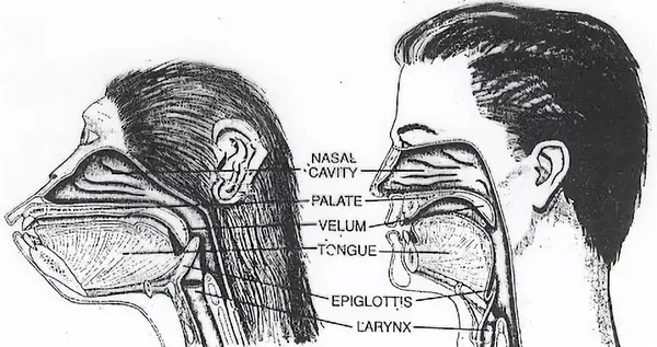把猩猩当人养它能不能学会说话这样的实验科学家做了几十年