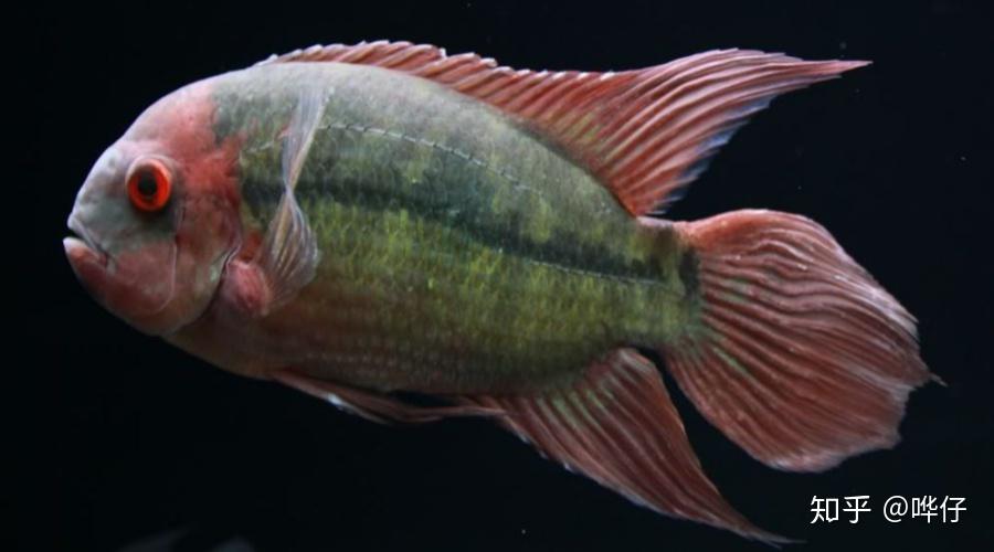 盘点十大奇特南美慈鲷鱼熟悉的人不多但能让你的鱼缸独一无二