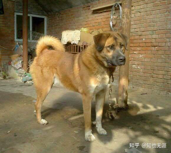 听老人讲述那个年代的大笨狗