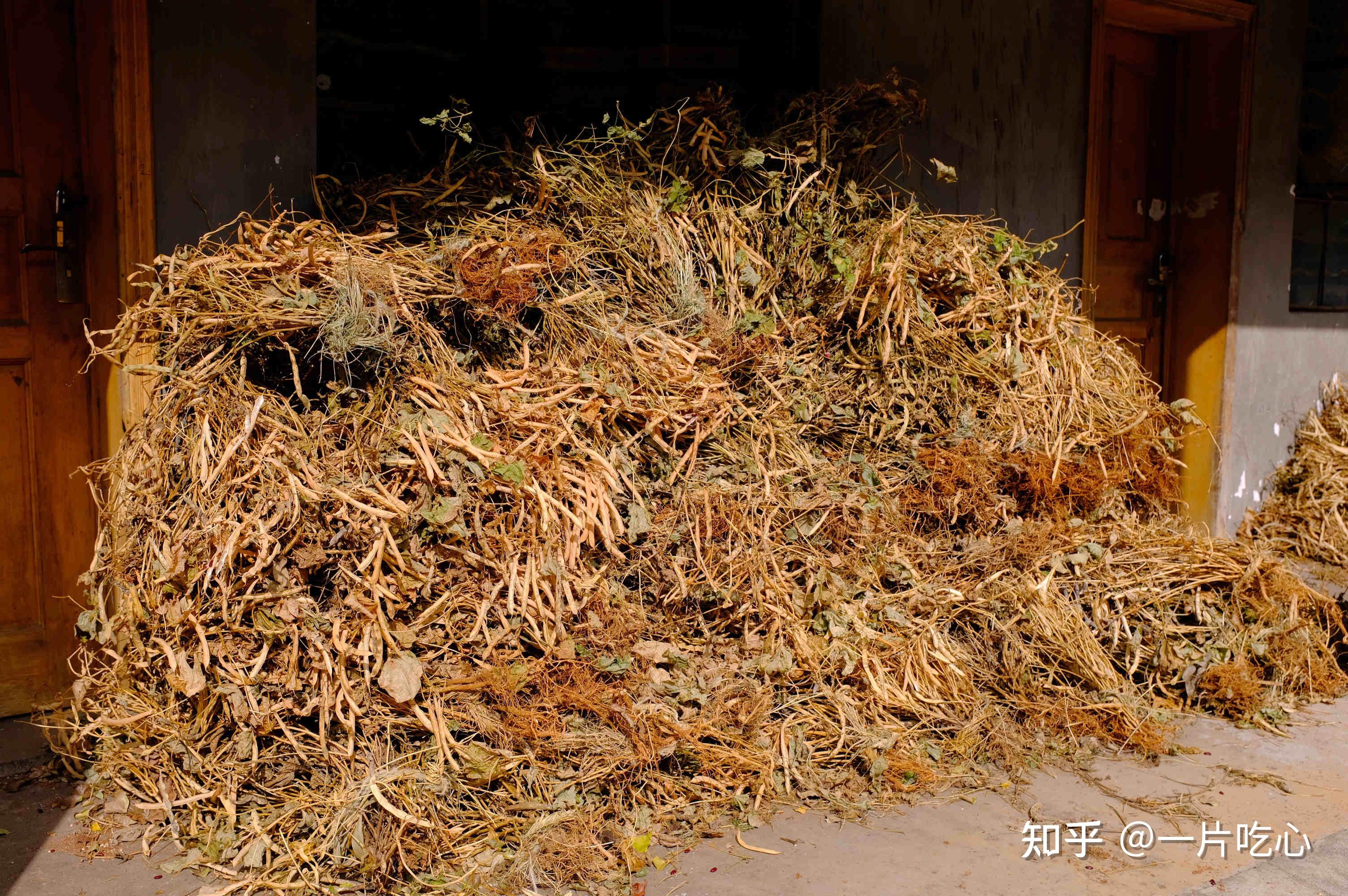 院子里堆着金黄的玉米,就是猪饲料了,还有一堆枯草,形似四季豆,是本地