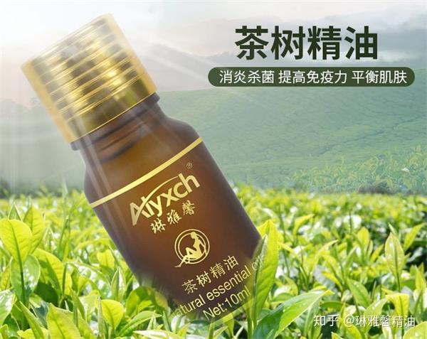 互叶白千层茶树精油 互生叶白千层茶树精油用法 茶树精油的功效与作用