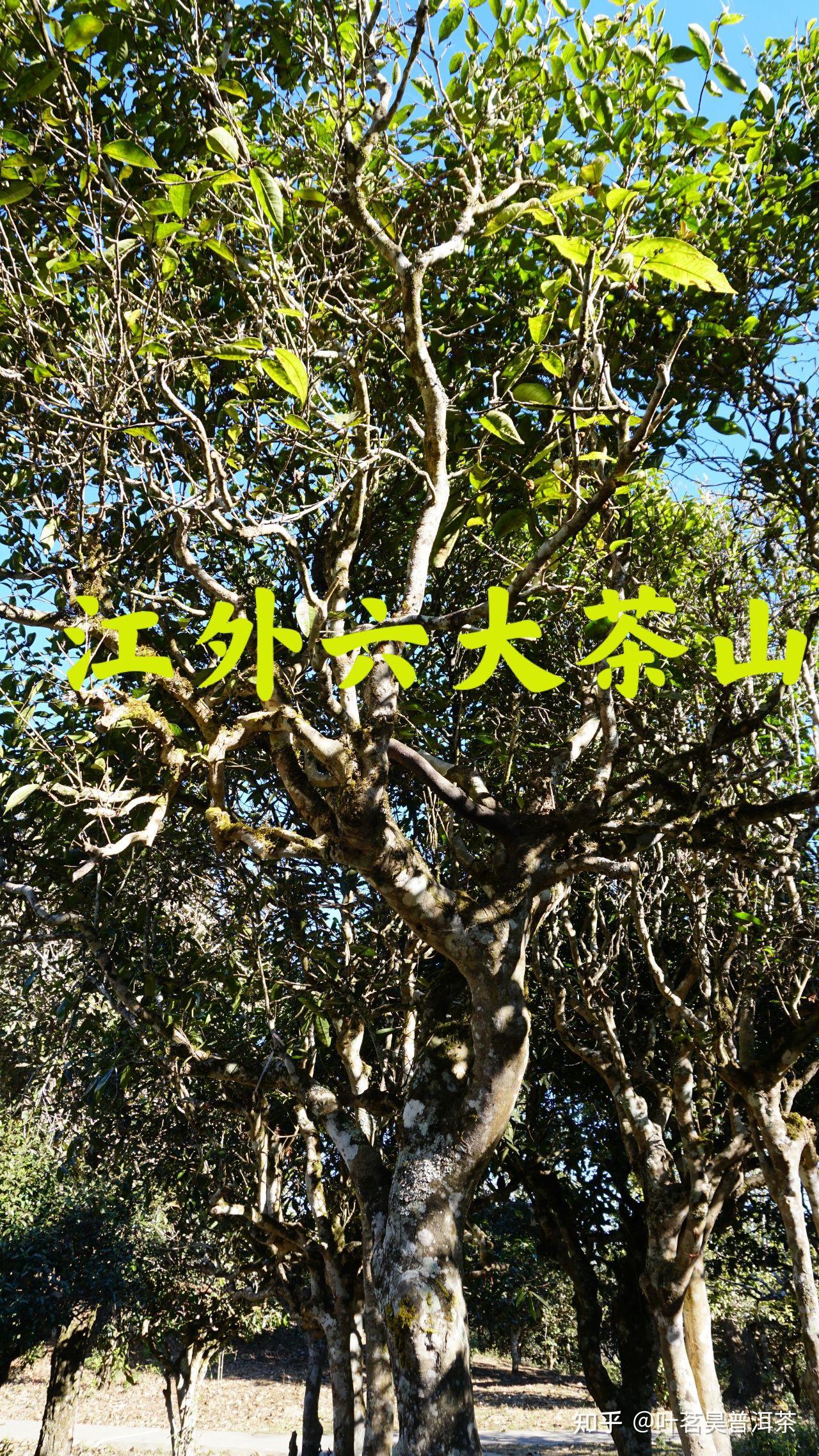 江外六大茶山