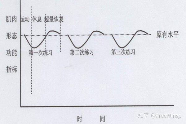 力量训练术语超量恢复渐进超负荷