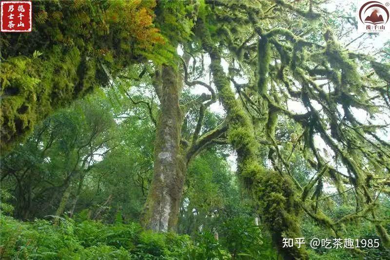 板山,历经苦难终复兴的茶山 - 知乎