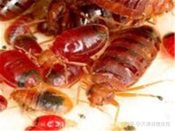 如何杀死臭虫最有效 v2-843a26fc50e48838795ea10201d4ac2e_r.jpg