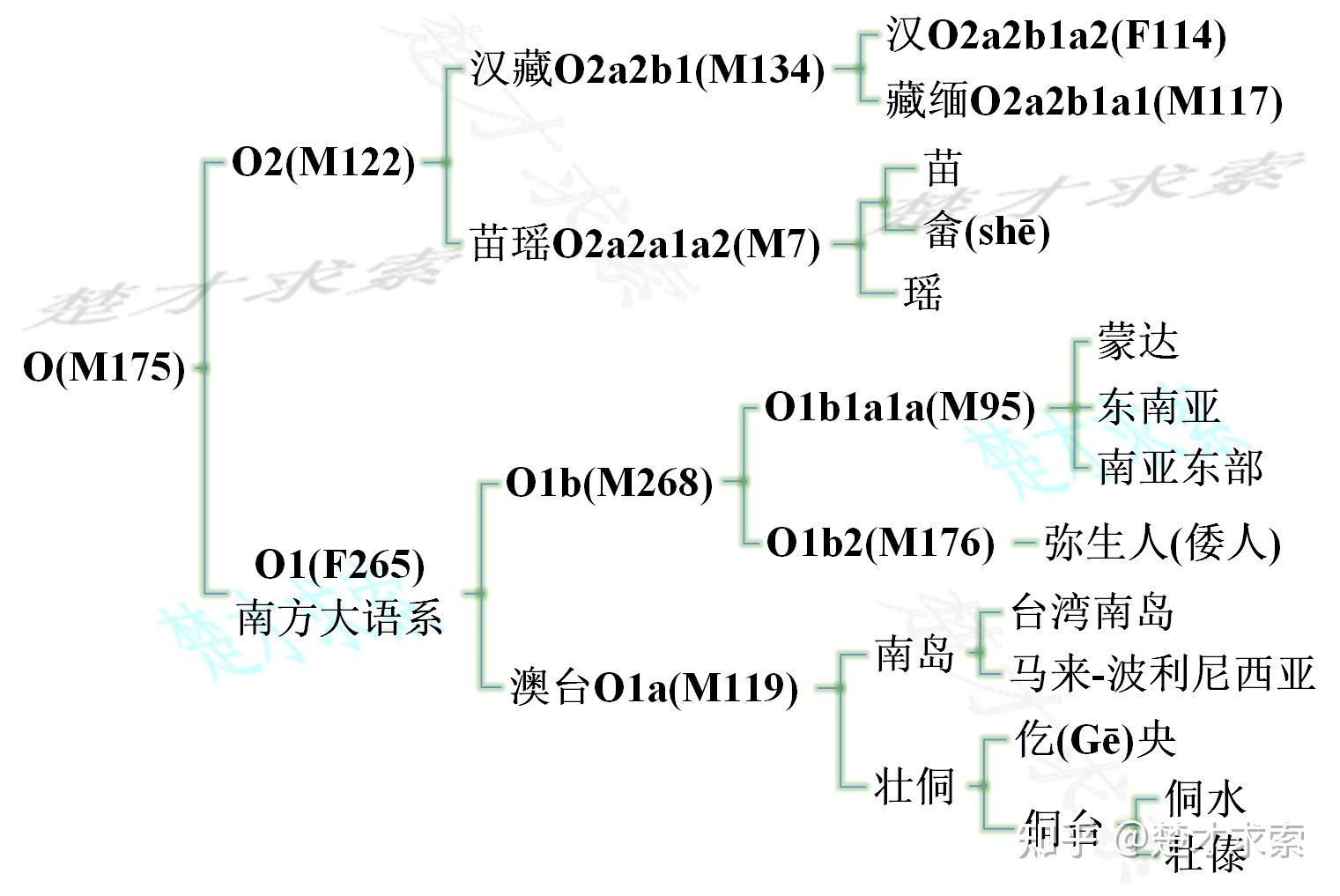 人類y染色體dna單倍群的基因進化樹