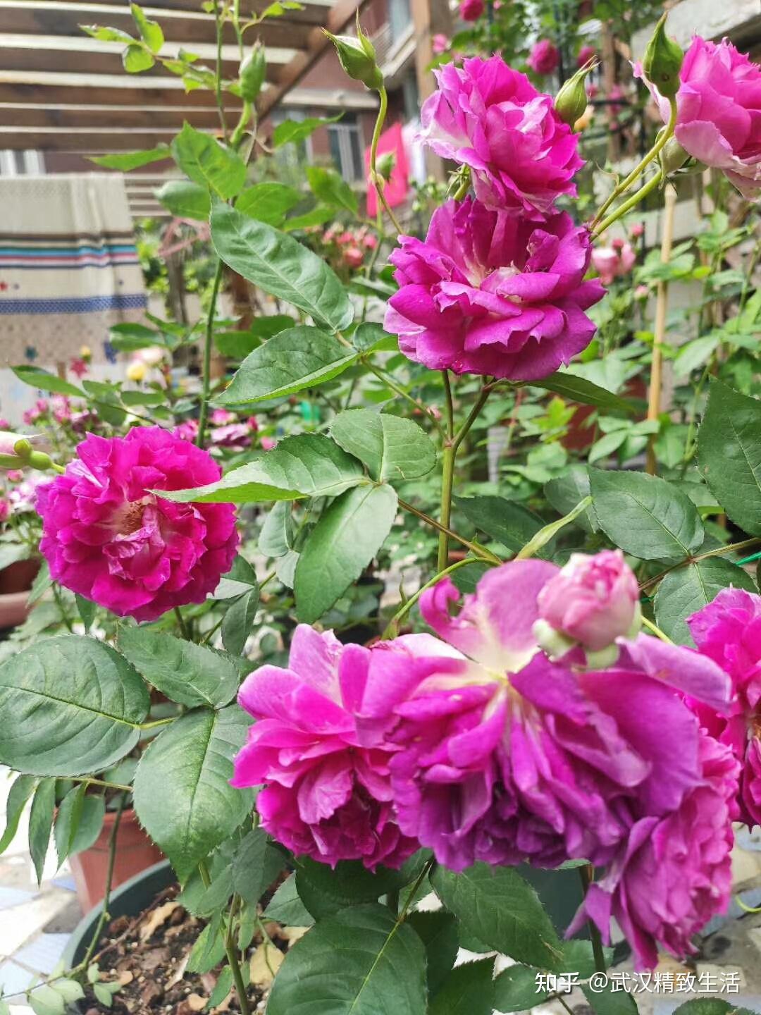 武汉的众多景点中为何以花为主题的景点泛滥其缘由浮现- 知乎