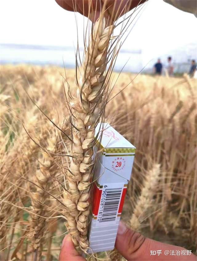 郯城千村生态种植合作社社员正在精选航天吨麦种子,准备播种冬小麦和