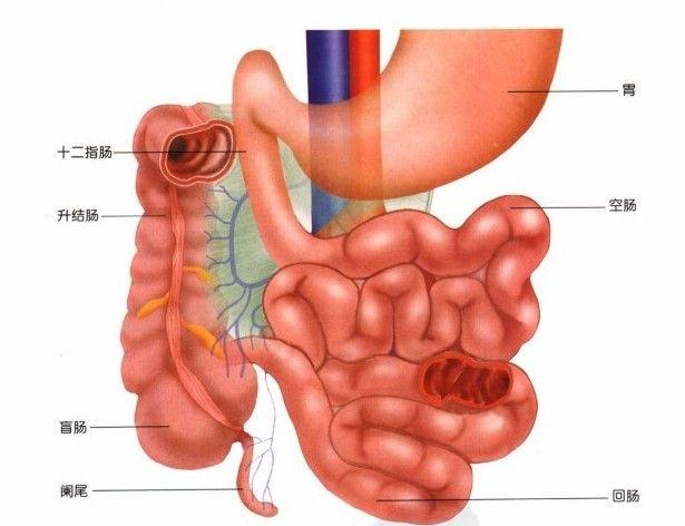 腑肠准确位置图图片