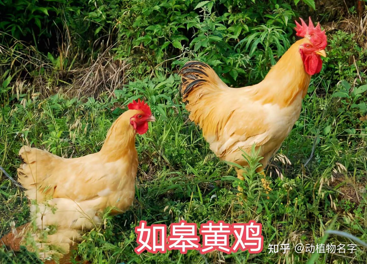 98图带你走进家鸡的世界,家鸡大全第二篇 - 知乎