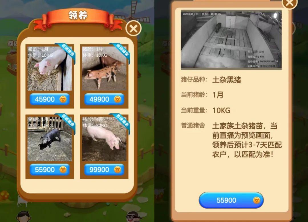 云养猪是门好生意吗