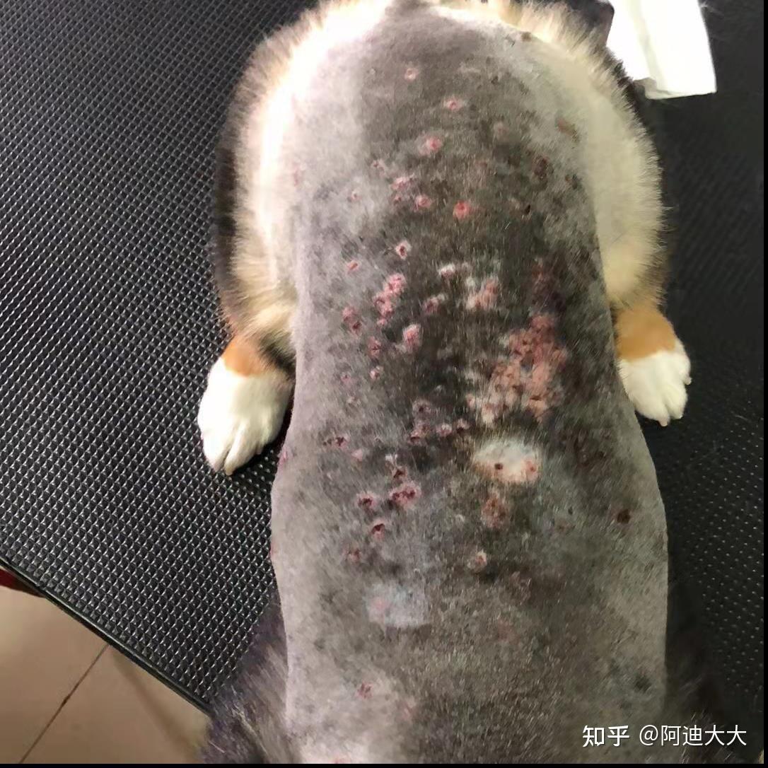 柯基皮肤病两周痊愈啦