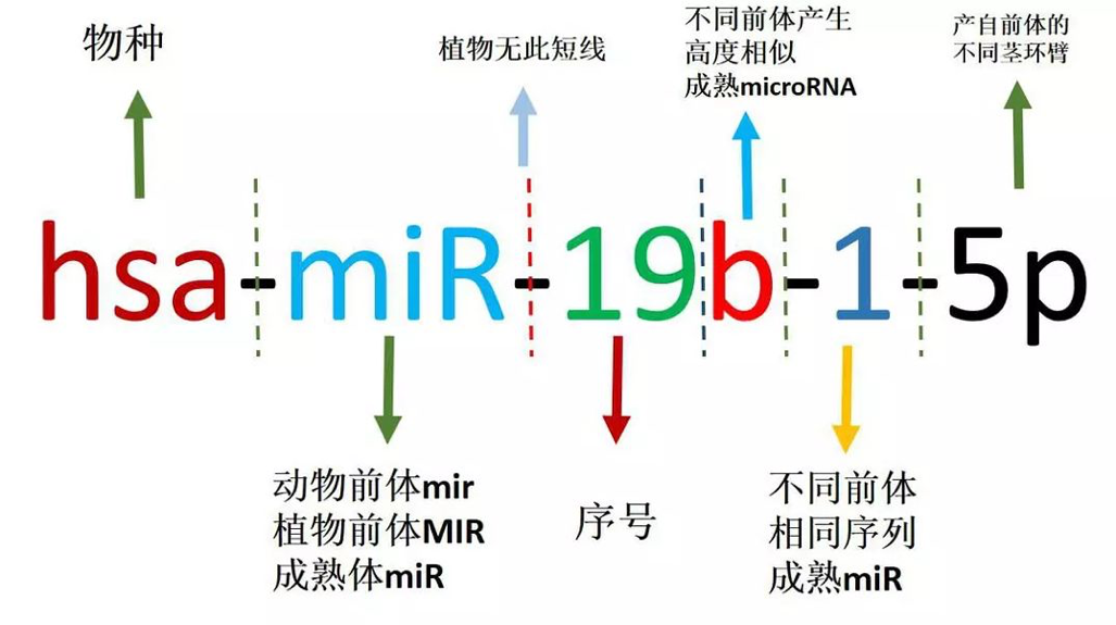 两分钟简单粗暴讲miRNA名称！