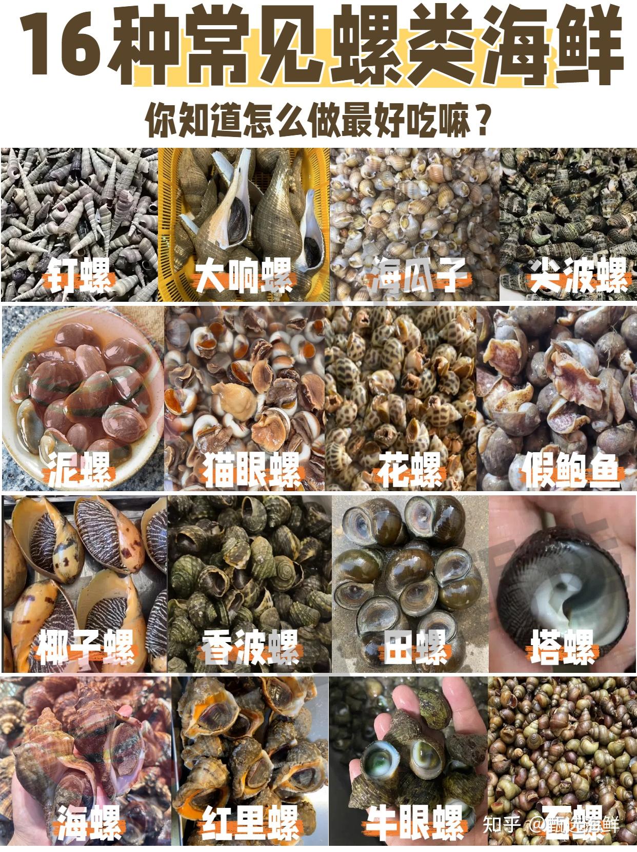 16种常见螺类海鲜大全 - 知乎