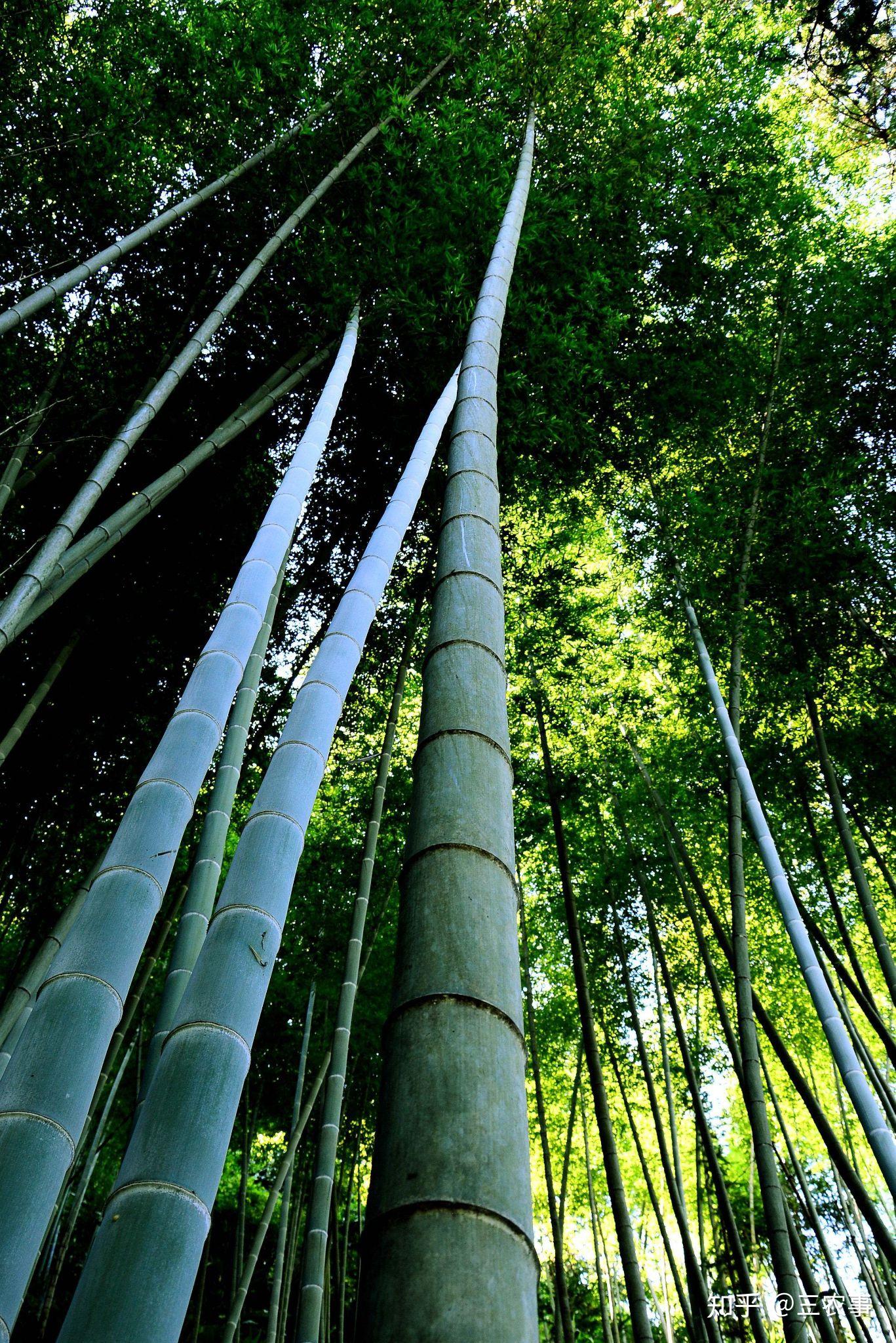 【三农百科】竹子原来是草,你能相信吗?