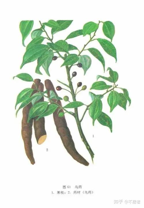 乌药内科各家用药经验 - 知乎