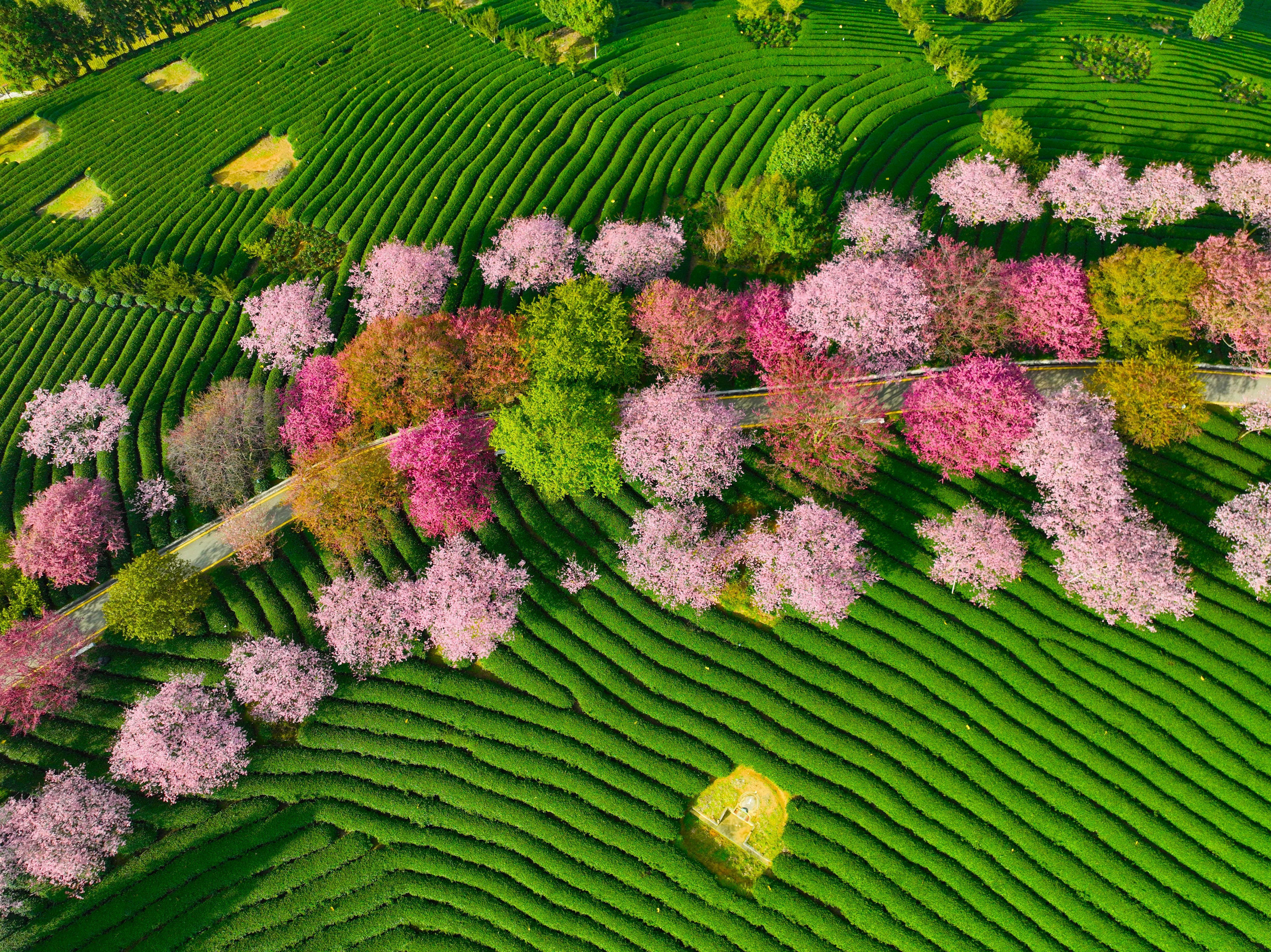 这是2023年2月17日在福建省漳平市永福镇的台缘山庄永福樱花园拍摄的