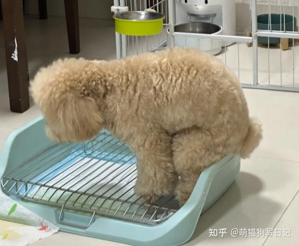幼犬一天拉几次大便正常?这关于狗狗的健康问题! - 知乎