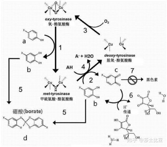 酪氨酸酶结构式图片