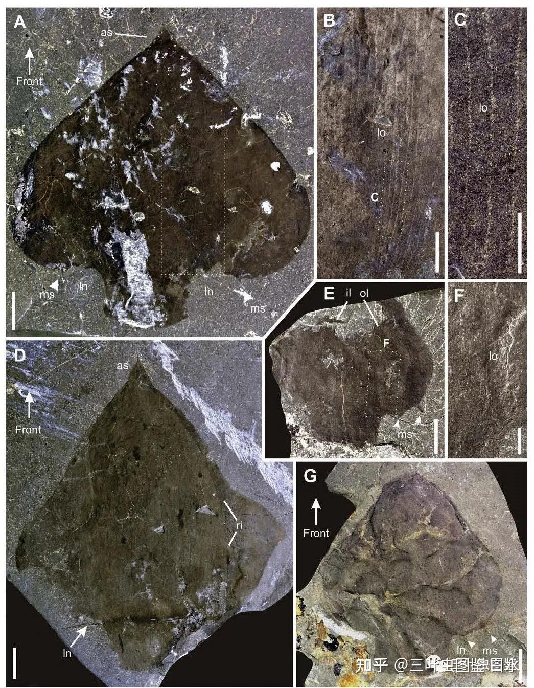线纹心虾艺术复原图(霍秀泉绘;图片来源:孙智新)a new middle