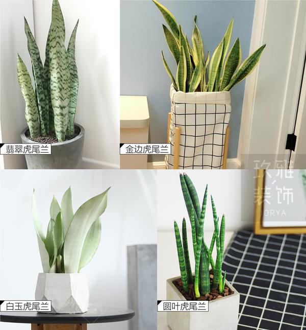 这些植物是北欧风格的绝佳搭配 知乎