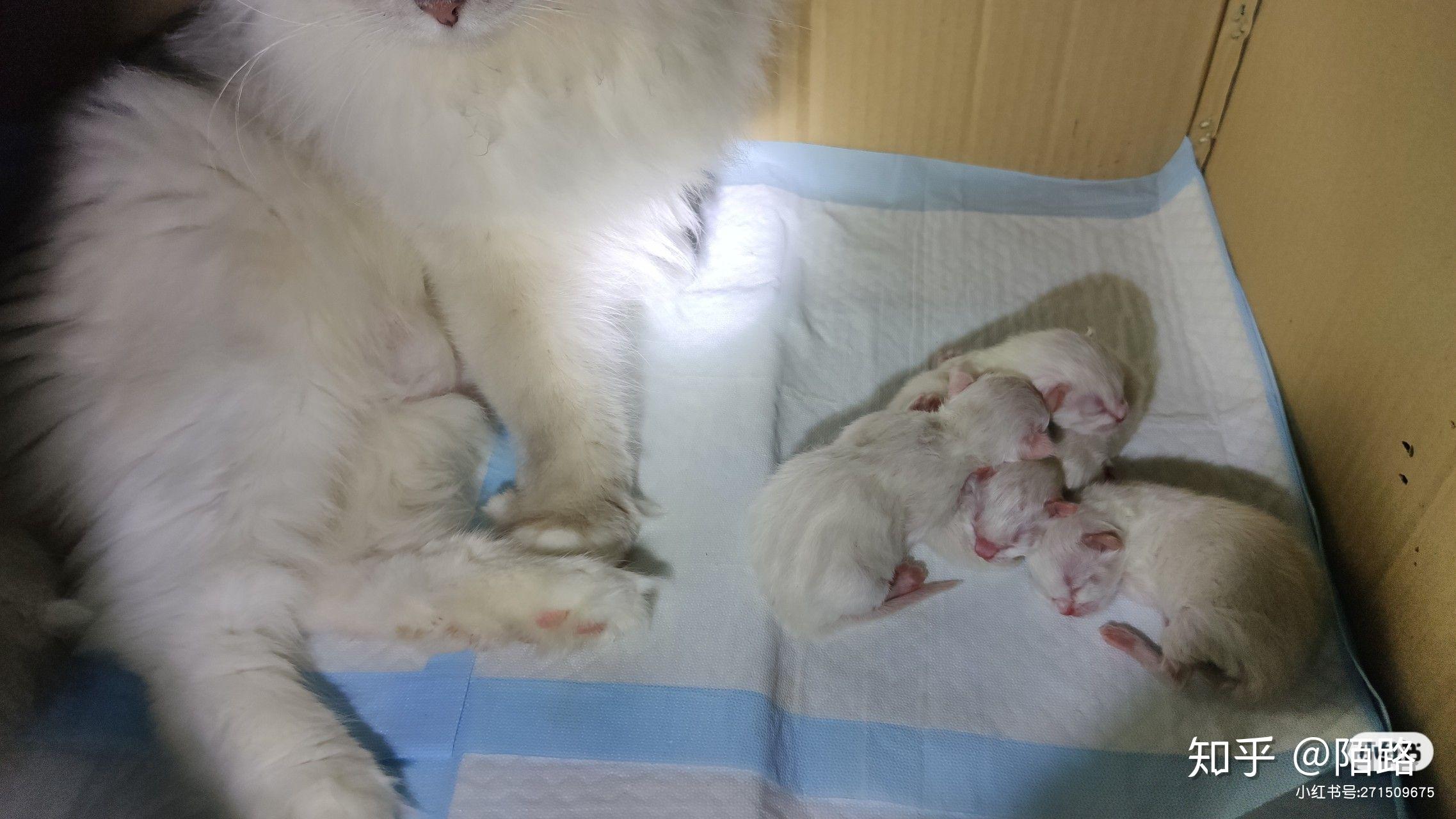 家里的布偶猫生宝宝了