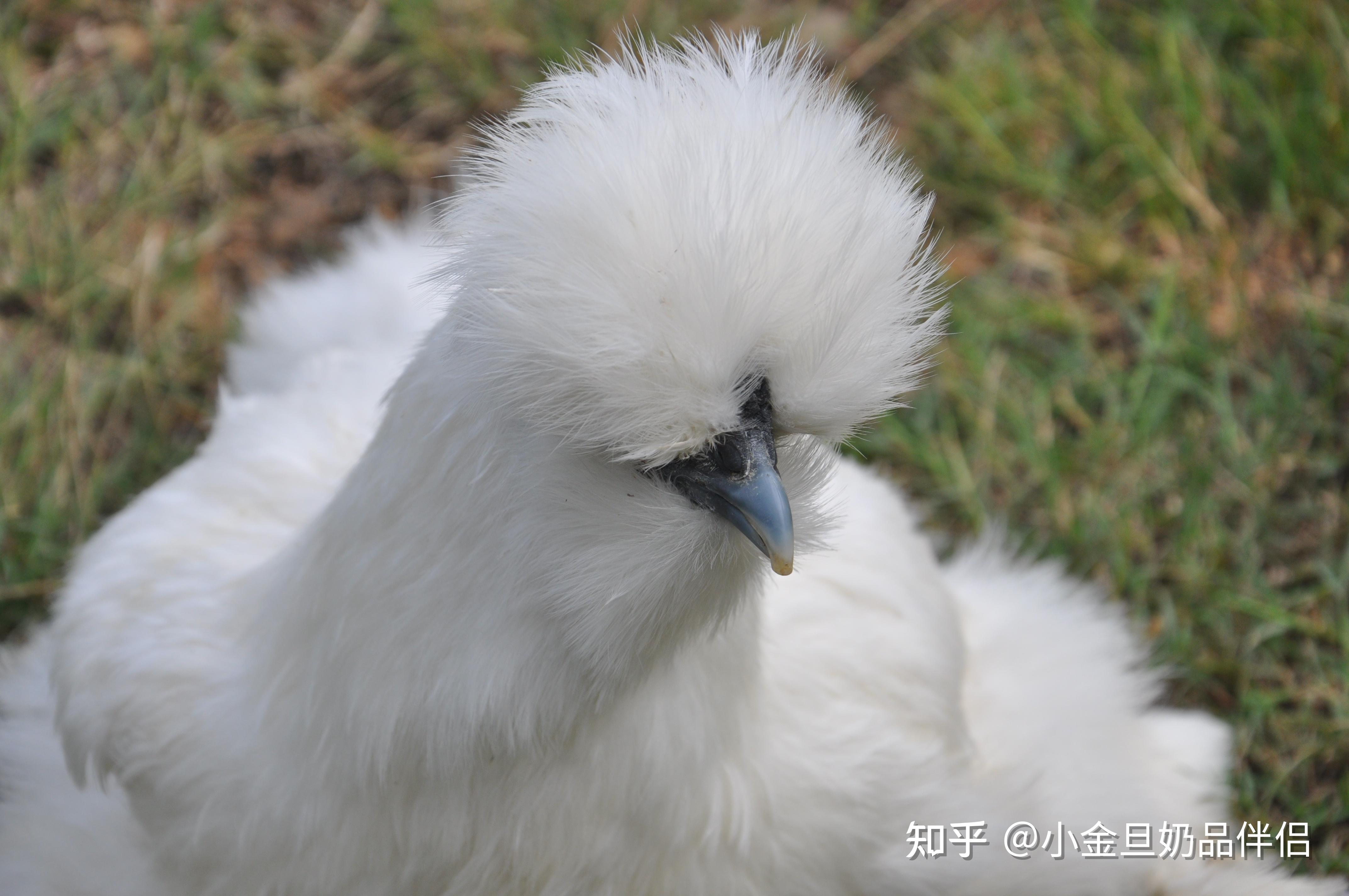 小金旦:一文看懂泰和乌鸡2200年 - 知乎