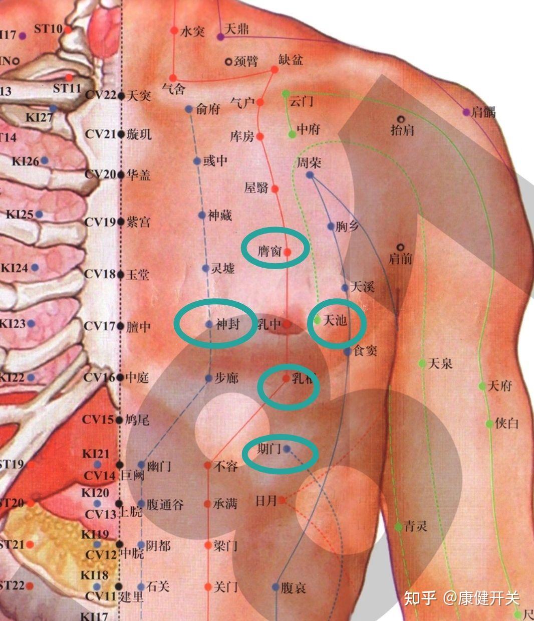 乳房上12条经络位置图图片