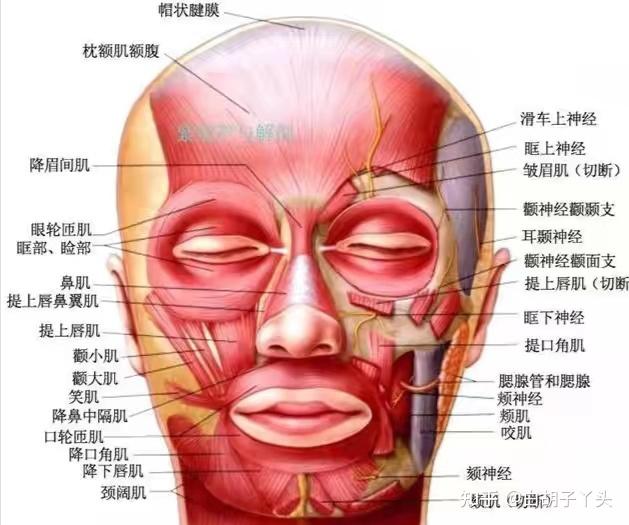 面肌解剖图片