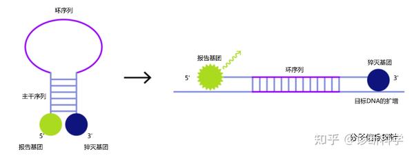 技术 | ‘荧光PCR’的荧光是什么？它有什么用？又是如何合成的？ - 知乎