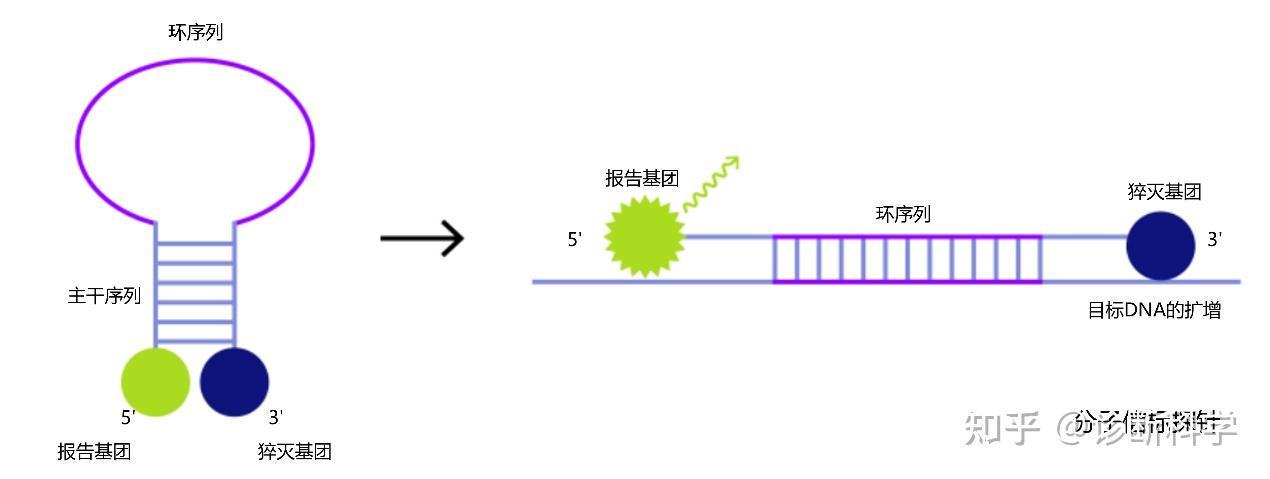 技术 | ‘荧光PCR’的荧光是什么？它有什么用？又是如何合成的？ - 知乎
