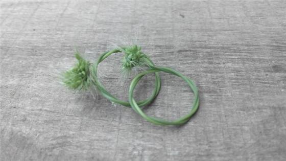 路边的狗尾巴草也可以美成一种艺术