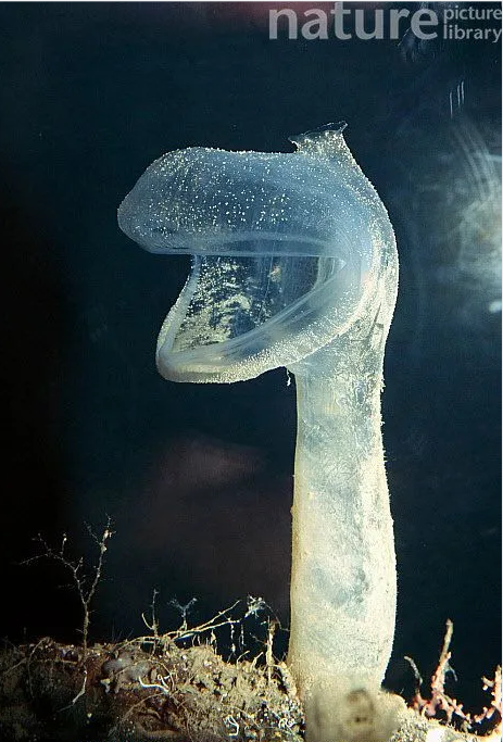 深海大嘴花作者暮晖熠熠