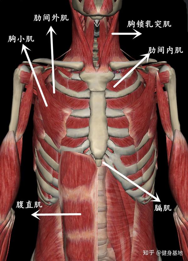 胸式呼吸的肌肉图片
