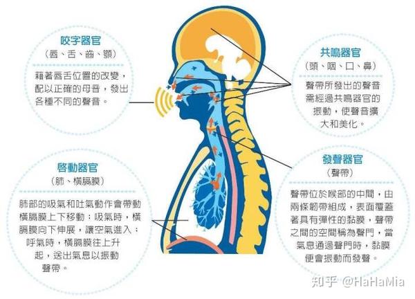 音标系列 第一弹基本发音原理 短元音 知乎