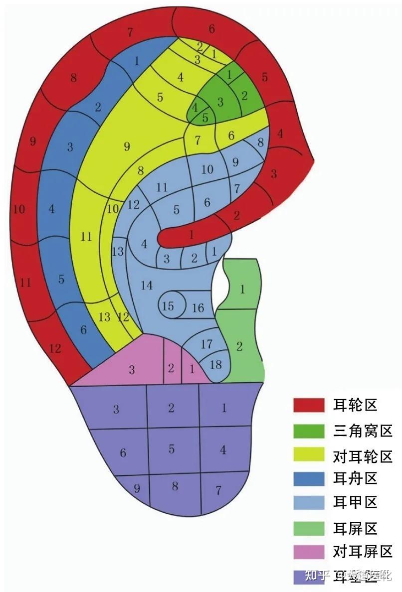 耳穴诊断及主治图解 - 知乎