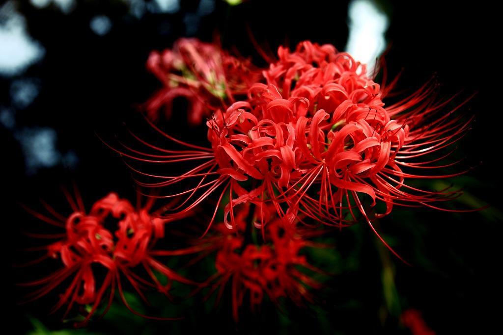 一千年彼岸其名曰八百里红花延绵后来这里情不断情之所钟者我听闻名为