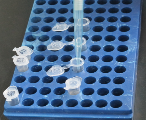 i干粉(天根;保存在2-8℃)无水乙醇;β-巯基乙醇rnase-free高压灭菌的