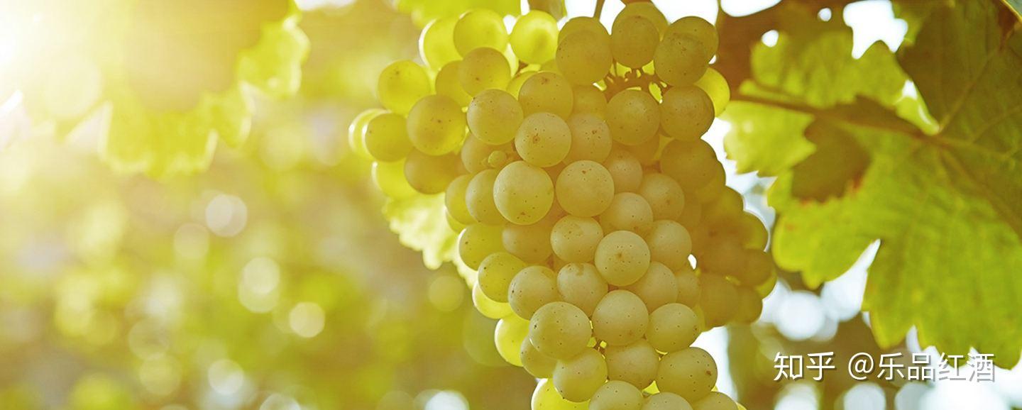 智利葡萄酒的摇篮莫莱山谷maulevalley