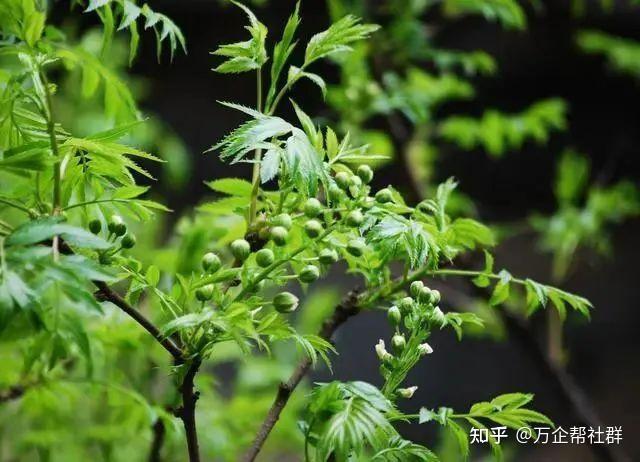 万企帮社群:文冠果,才貌双全的“东方神树” - 知乎