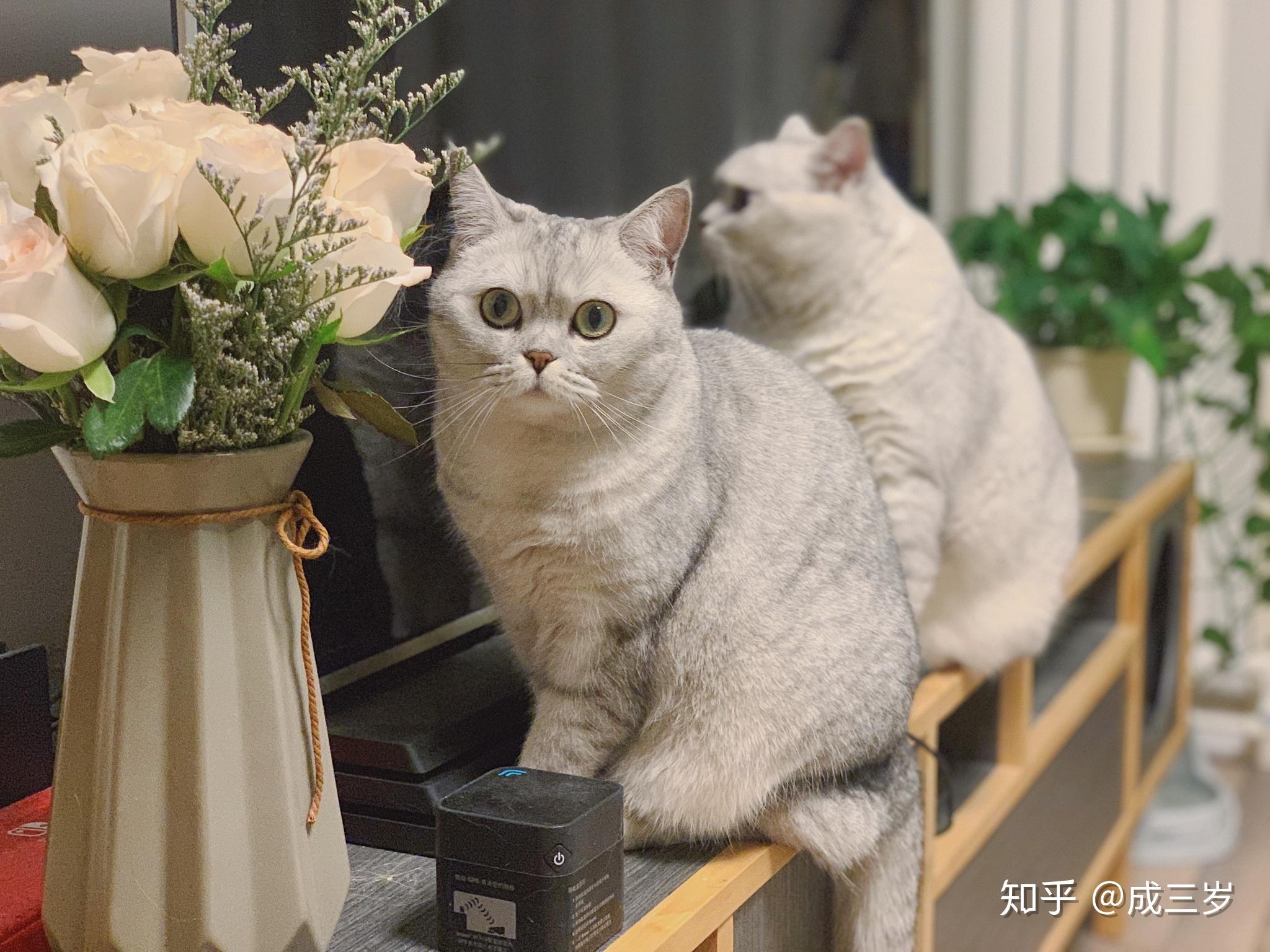 朋友家收养的奶猫们毕业啦|摄影|动物|喵呜不停 - 原创作品 - 站酷 (ZCOOL)