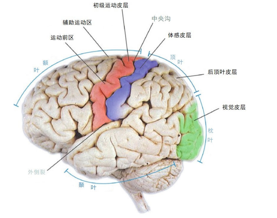 脑机接口讲义 第一章:脑机接口,一个清晰、易理解的概述 - 知乎