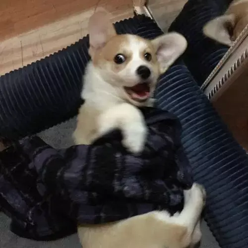 柯基的无痛断尾到底是怎么回事儿 知乎