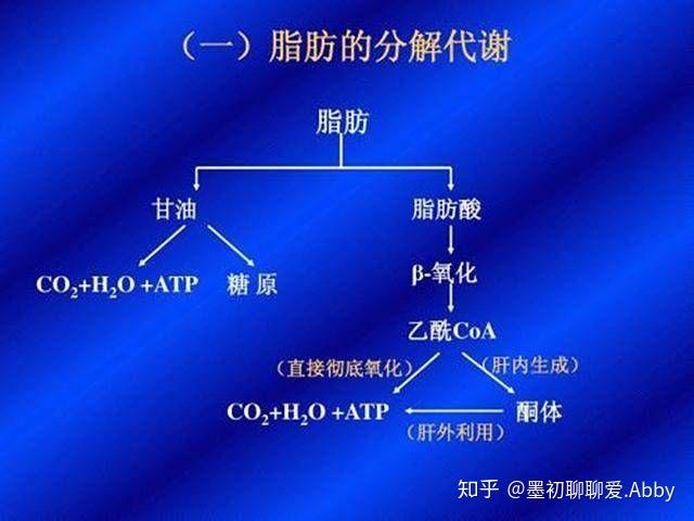 汗水≠脂肪? - 知乎
