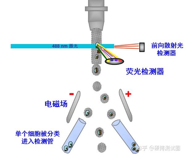 一文读懂流式细胞术 - 知乎