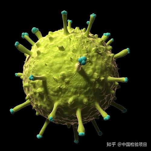 脊髓灰质炎病毒igg抗体检测试剂说明书