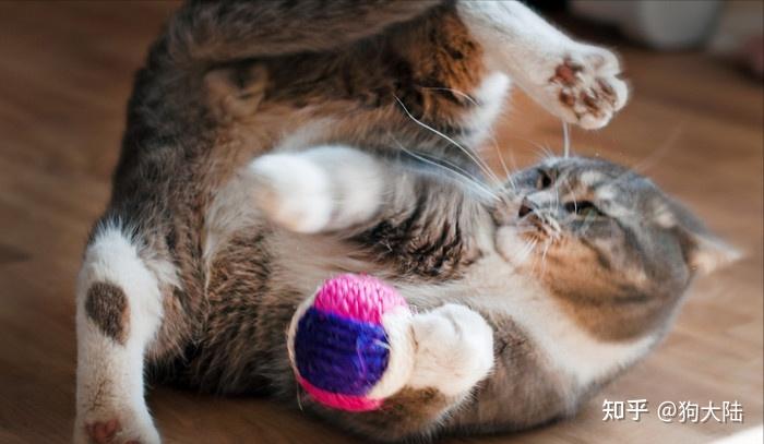 注意:"养狗"和"养猫"区别很大,别养错了! - 知乎