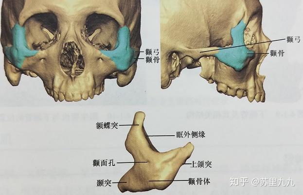 专业程度上,什么情况才应该做颧骨颧弓和下颌角手术? - 知乎